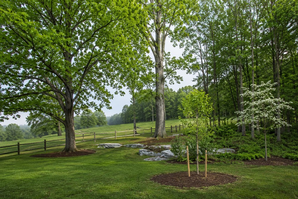 Care for Local Trees