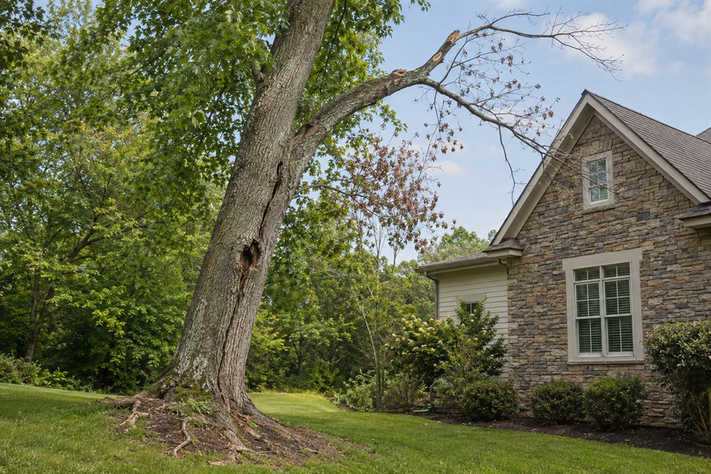 When Should a Tree Be Removed?
