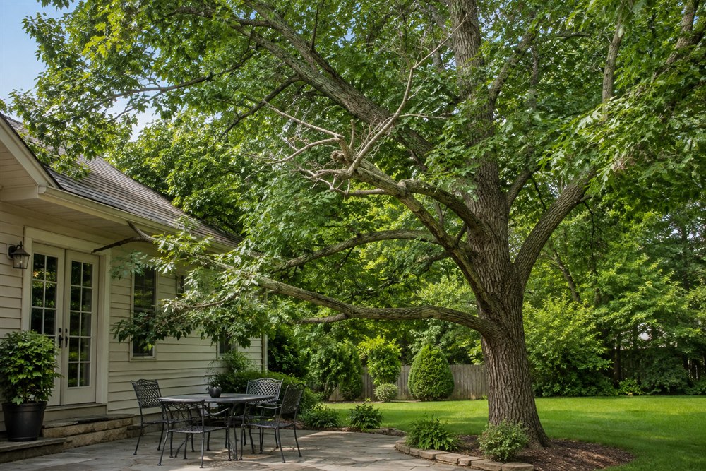 Signs Your Trees Need Trimming